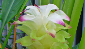 Curcuma longa